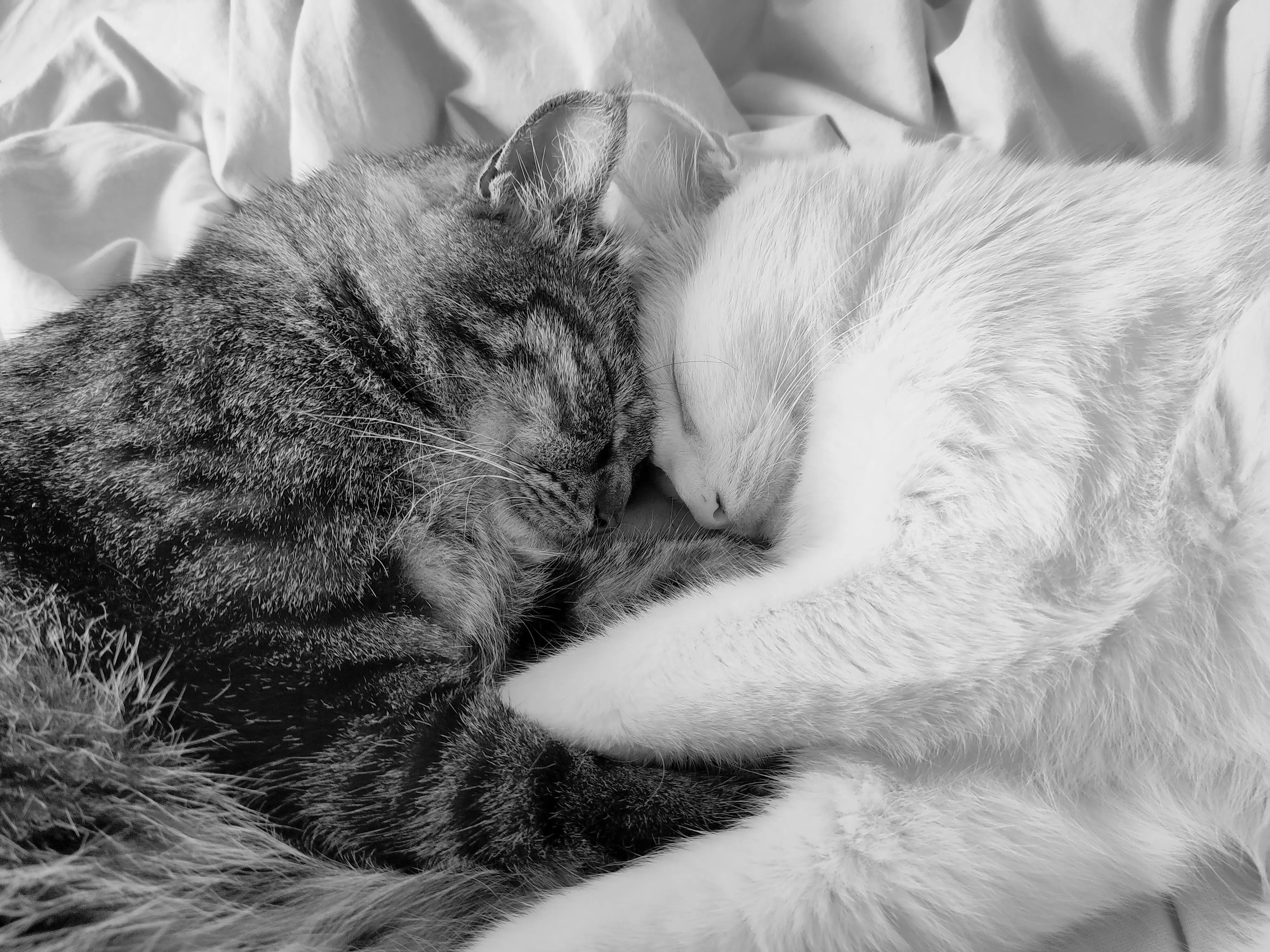 Photo en noir et blanc des deux chats d'Hubert, Kiwi et Litchi, dormant l'un contre l'autre