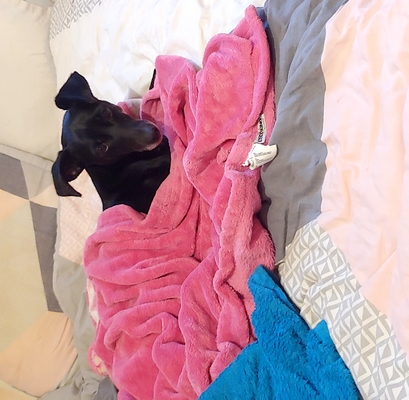 Une petite chienne noire de type lévrier est couchée sur un lit. Elle est lovée dans un plaid rose et fixe la caméra d'un air jugeant