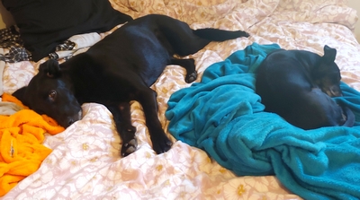 Deux chiennes sont sur un lit. A gauche, une croisée border collie toute noire est sur le flanc. Son oeil vif regarde la caméra, plein d'espoir de quelques papouilles. A droite, une petite chienne noire de type lévrier est roulée en boule et nous tourne le dos, dormant profondément.