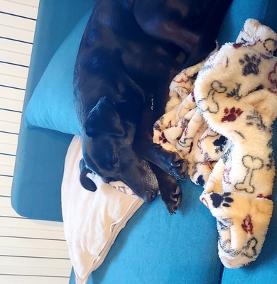 Une petite chienne noire de type lévrier est couchée sur un canapé bleu. Elle est de trois quarts et a la tête posée sur ses longues pattes. Elle a l'air très déprimée.