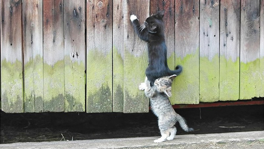 Deux chatons qui travaillent ensemble